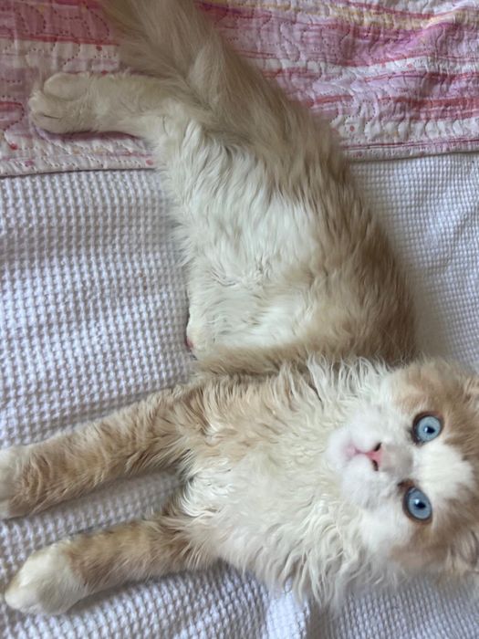 OCAZIE!!! Maine Coon, 4 luni, mascul, castrat