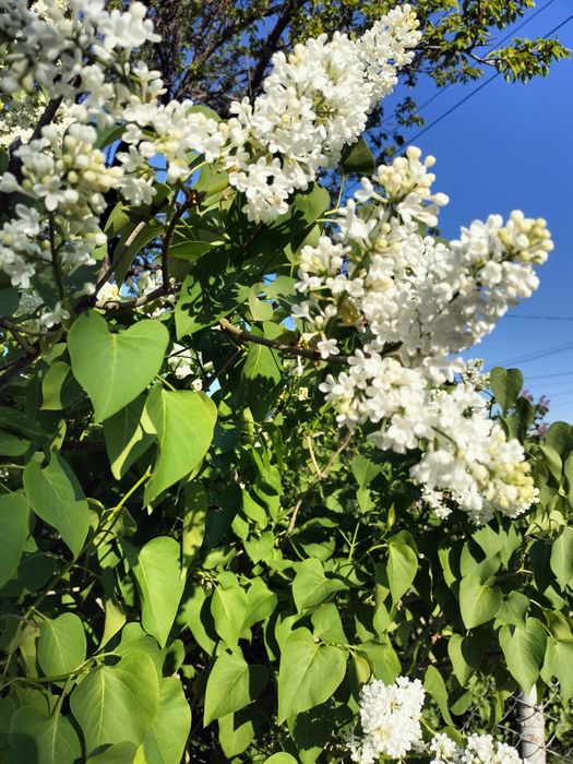 Продам рассаду сирени