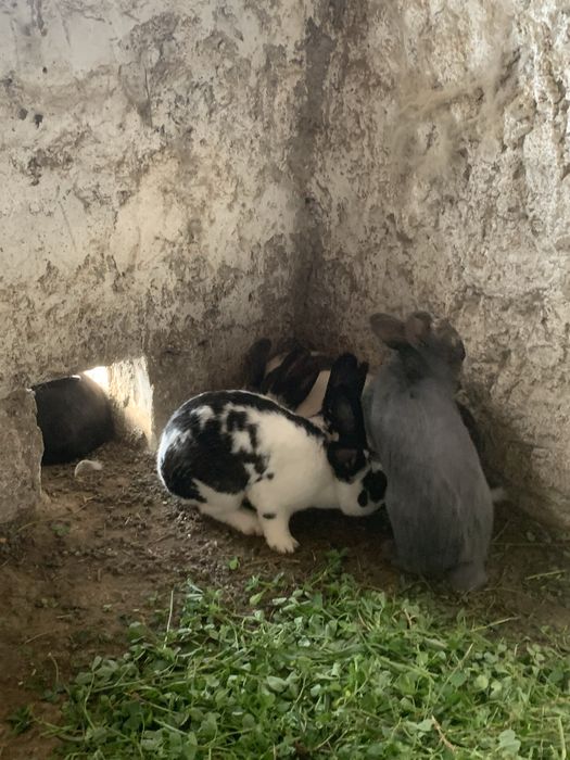 Vand iepuri rasa metis  fluture 100 lei