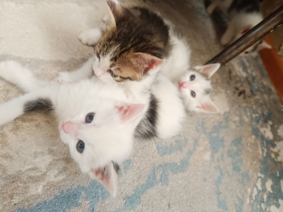 Мыргаулар, котята