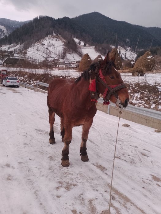 Vând mânz de 2 ani