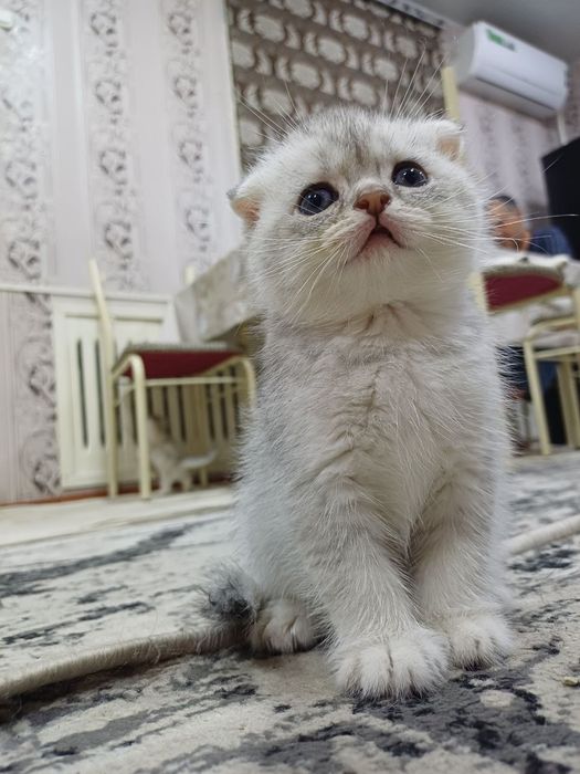 скоттиш фолд серебристый шиншилла