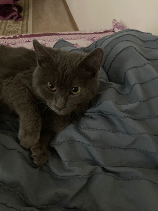 Кот приручиный к лотку