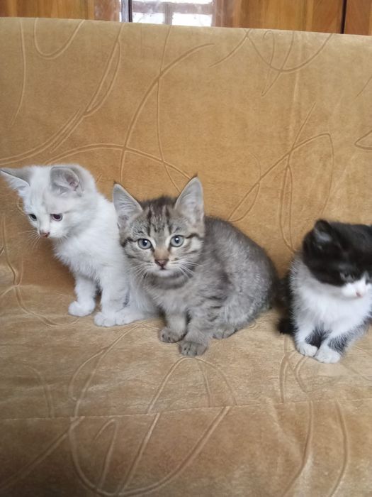 Котята в хорошие руки