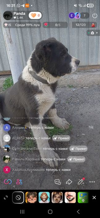 Продам щенка кабель супер тяж