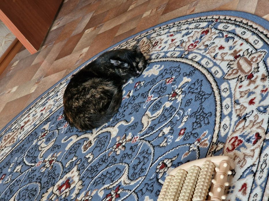 Отдам кошек в добрые руки.