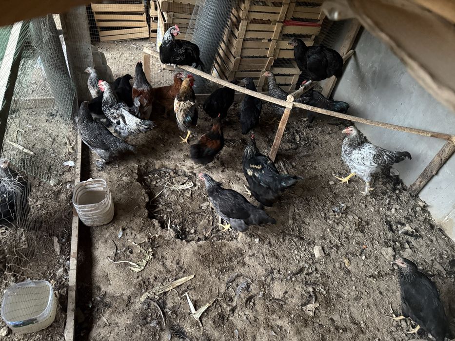Xoroz Tovuqlar sotiladi