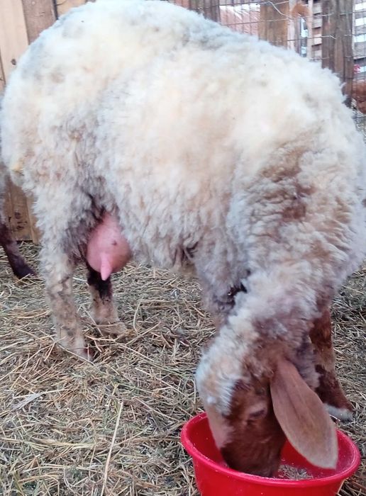 Awassi pentru prăsilă