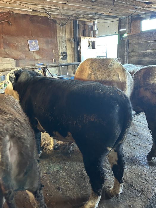 Откорм бычки 6 голов