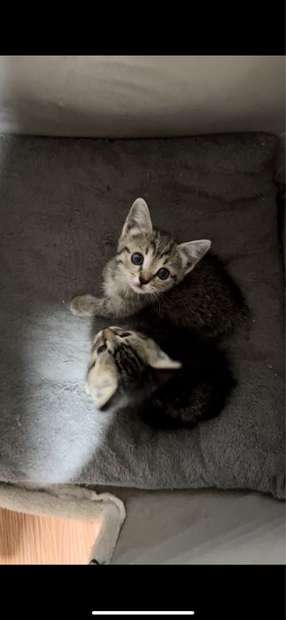Продам маленьких котят
