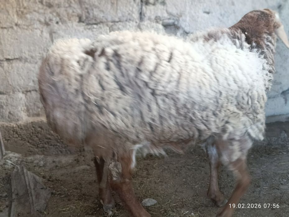 Кошкара продаммм