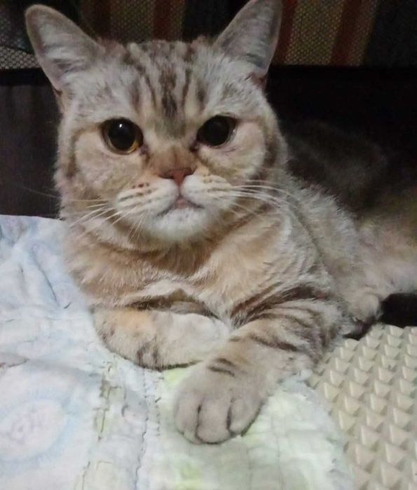 Необычная кошечка ищет дом