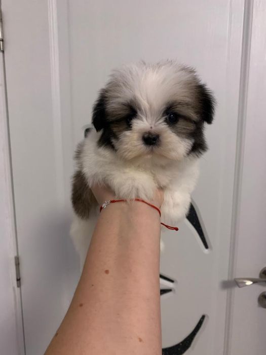 Shih tzu mini toy tricolor fetita