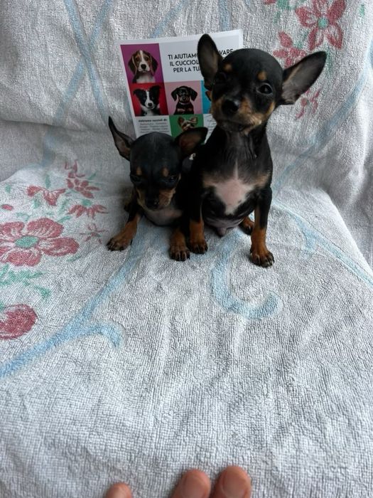 Mini pinscher toy catelusi