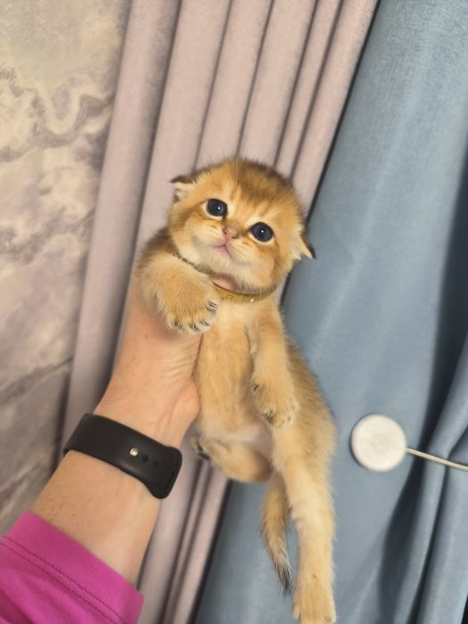 Котята от правильной вязки