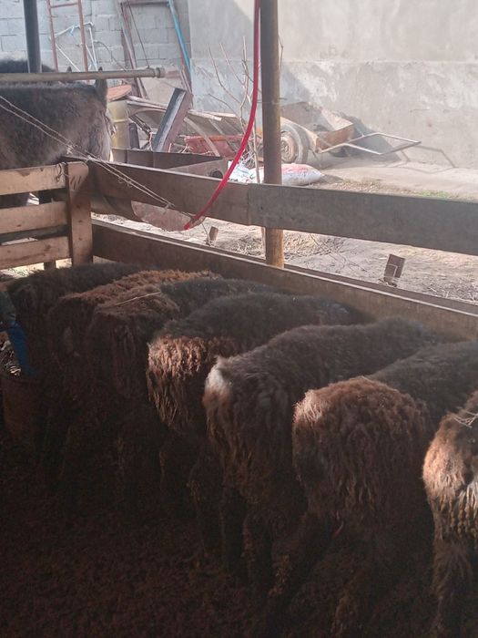 Тоқтылар сатылады.