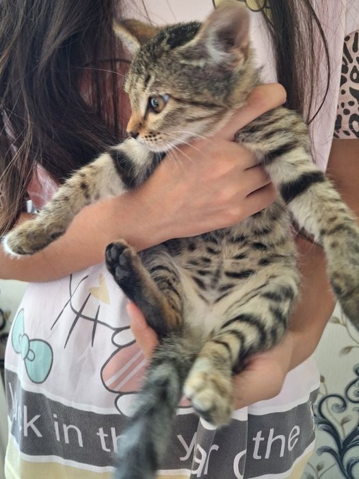 4 котята очень милые и умные