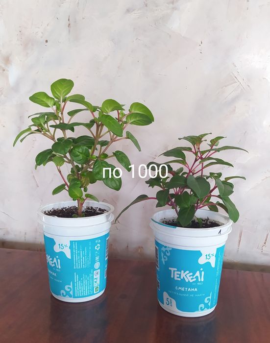 Комнатные цветы разные