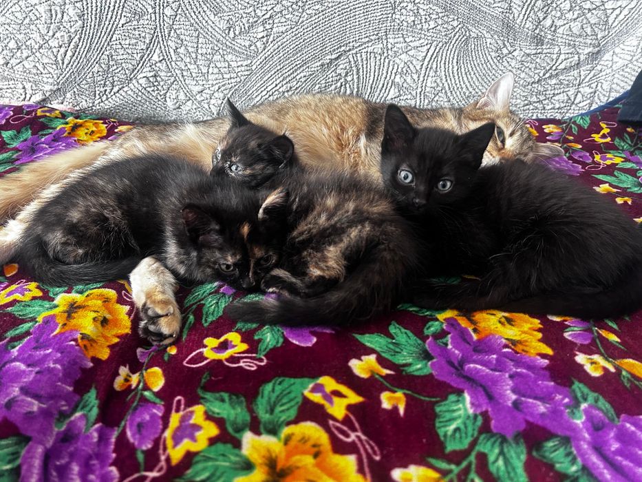 Котята в добрые руки