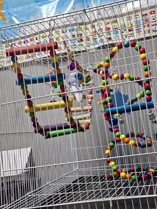 продам двух волнилстых попугаев