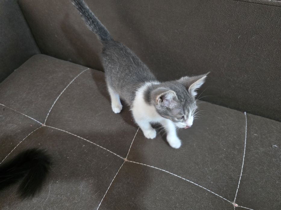 Котята 3 месяца рыжие мальчики