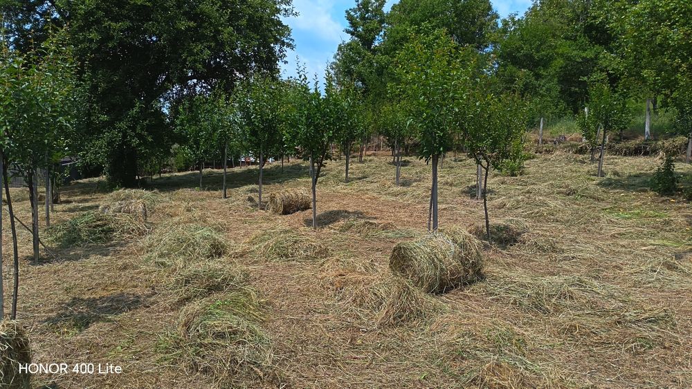 Vând baloti fân rotunzi, mici, 20 kg.