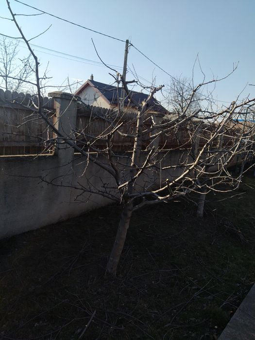 Execut taieri de formare și regenerare la toate speciile pomicole