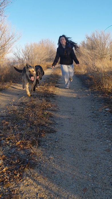 Восточно европейская овчарка