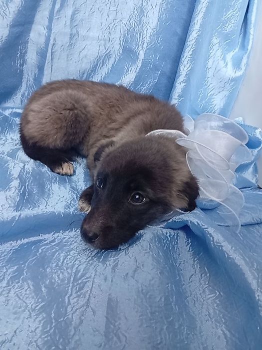 Щенки-звонки в добрые руки