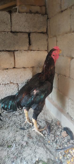 Dakan xoʻrozla sotiladi