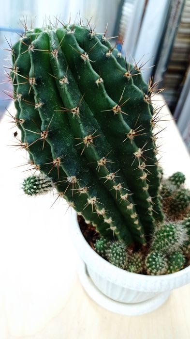 Продается Кактус цветущий