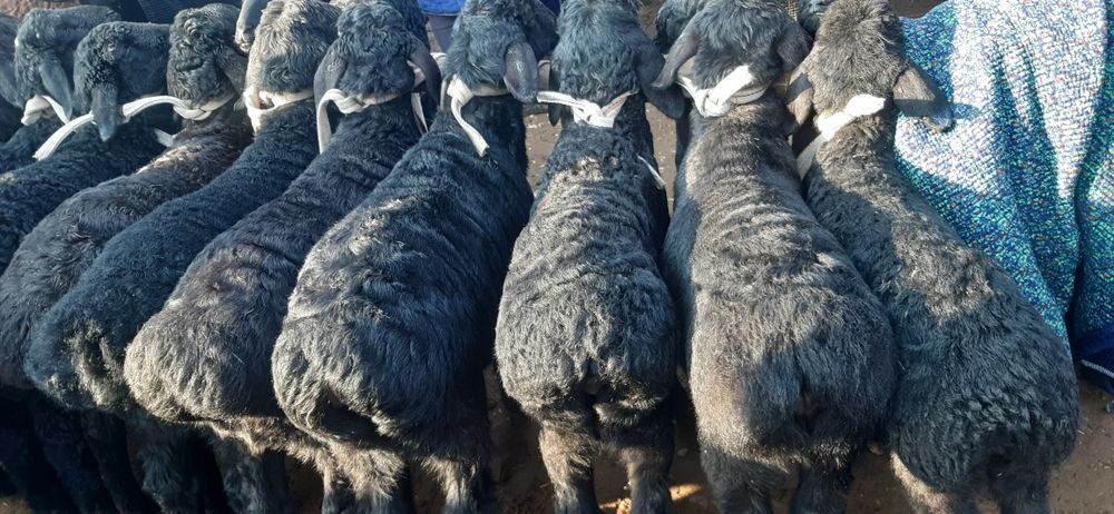 Hisori quzilar sotiladi  2mlndan bowlanadi 3mlngacha bor