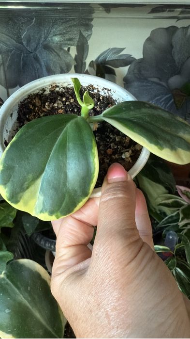 Комнатные растентя Цветы филодендрон хоя