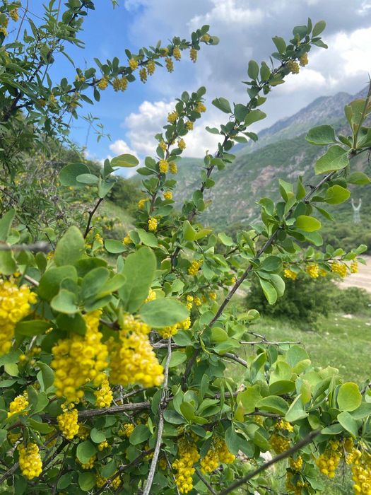 Такси в горы. Чарвак, Самарканд. Трансфер. Минивэн Hyundai,  кроссовер