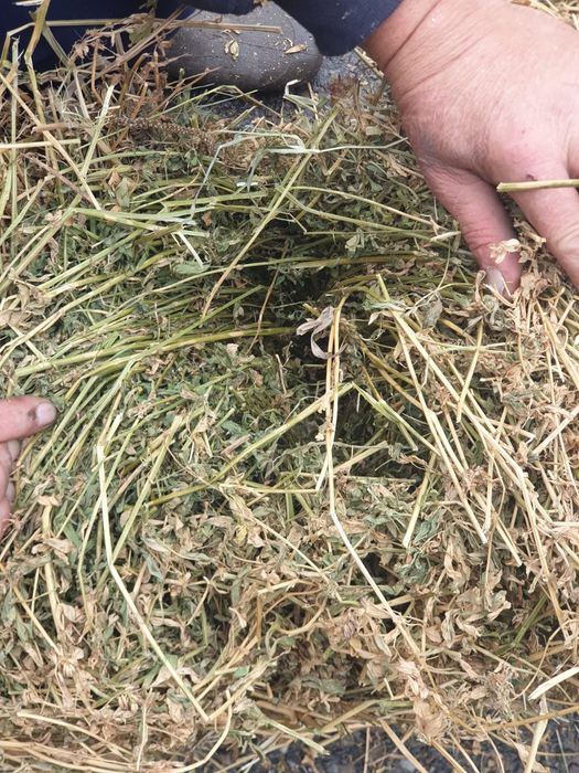 Baloți lucernă și fân