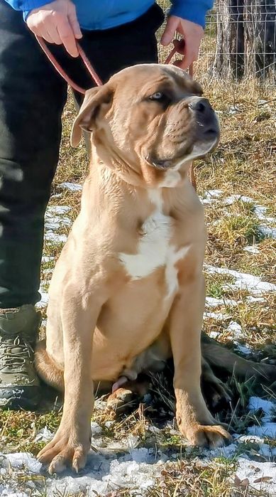 Mascul Cane Corso FORMENTIN cu Pedigree FCI