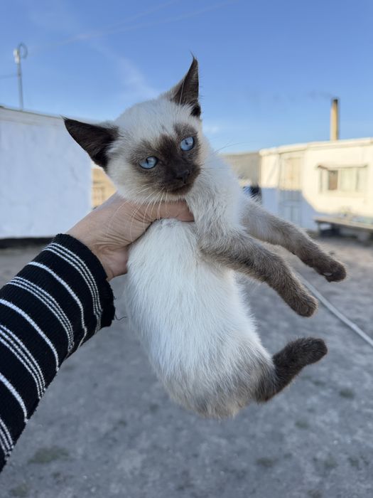 Котёнок, мальчик.