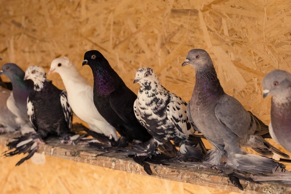 Голуби     продажа