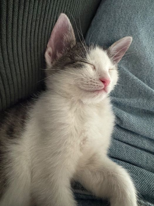 Puiuti de pisica spre adoptie