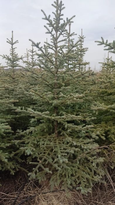 Ель Мисти блю(150-200см)