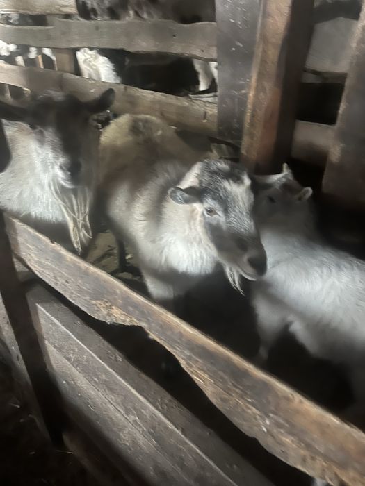 Продается корова первотелка стельная