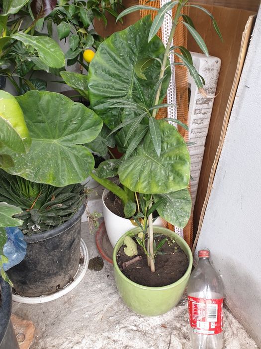 Lămi si plante decorative cufrunze verzi la 1200 lei