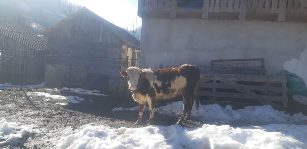 Vand juninca gestanta