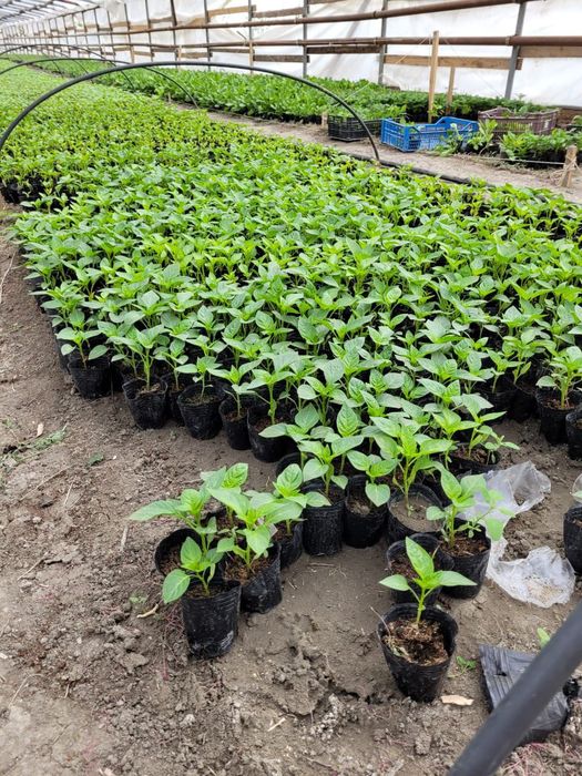 Перец памидор арбуз