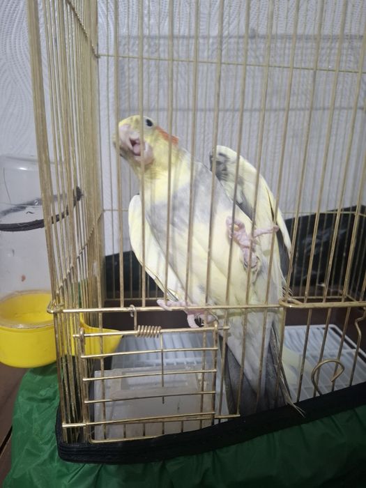 Продам попугая Корелла