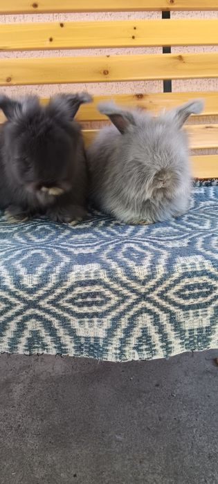 Iepuri angora englez