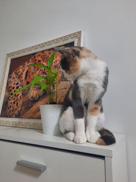 Отдам кошку в добрые руки