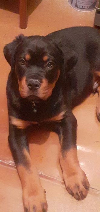 Продаётся собака ротвейлер 3 месяца чистокровных кровей.Мальчик.