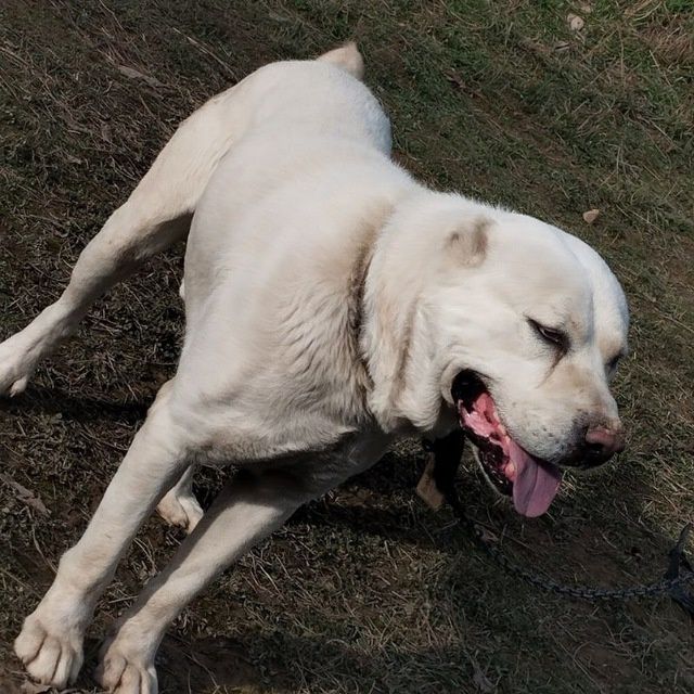 Alabay sotiladi 1 yosh sogʻlom