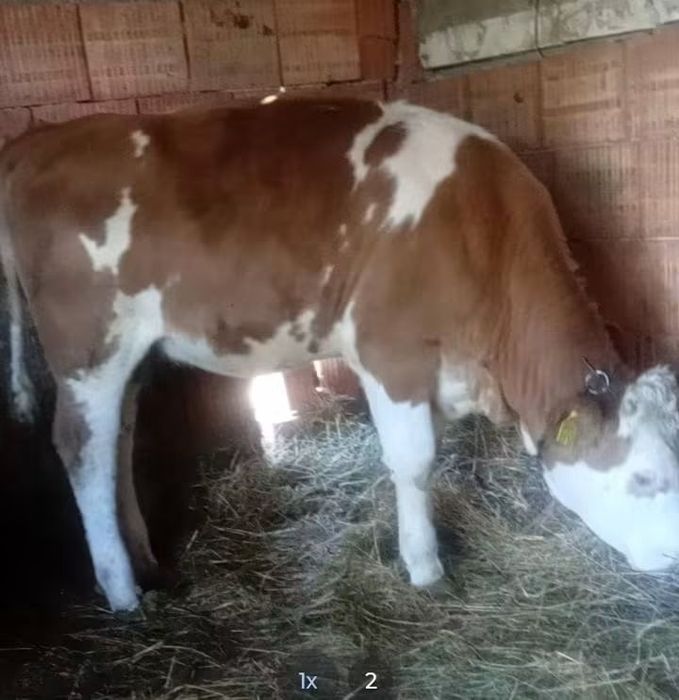 Vând doua vitele baltata românească  de sase luni și jumătate
